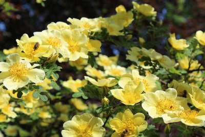 Rosa xanthina 'Canary Bird' - růže zlatožlutá - rozkvetlá větev